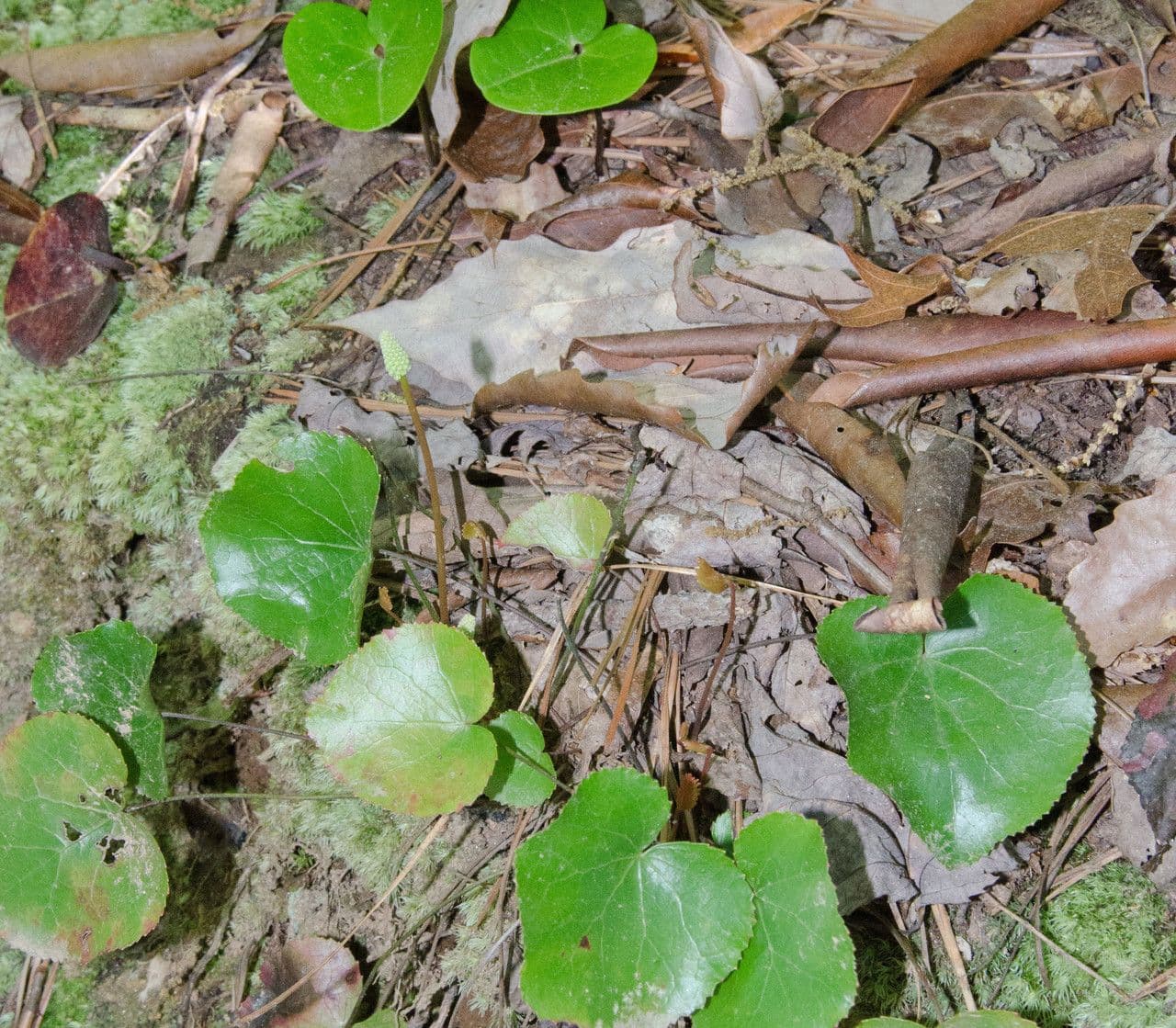 Galax urceolata 6