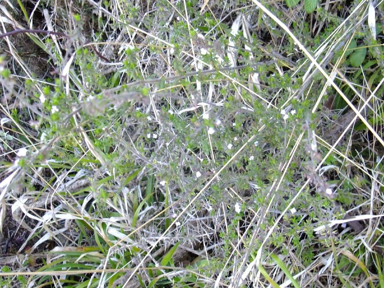 Micromeria 10