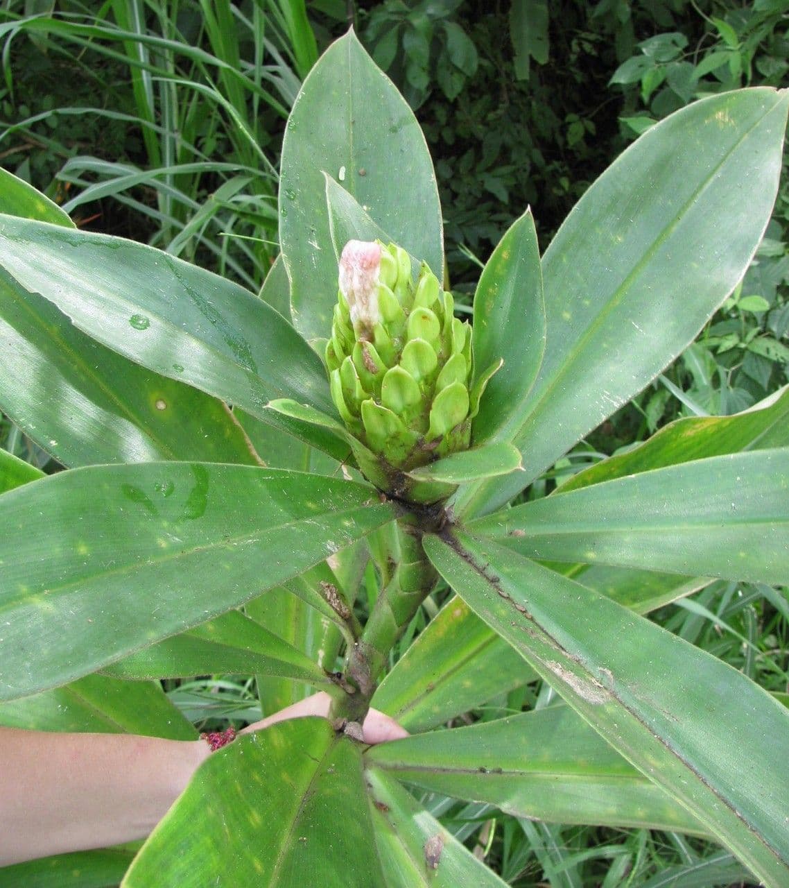 Costus 14