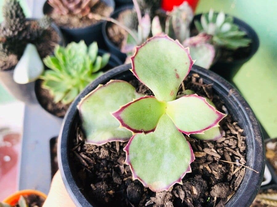 Kalanchoe 11