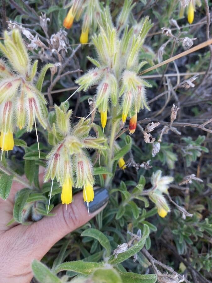 Goccia d'oro rocciosa 4