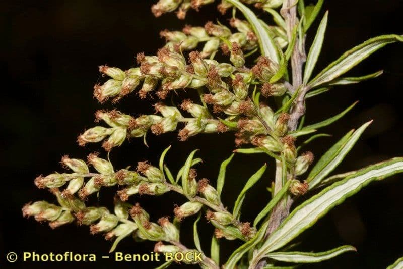 Bylica Verlota