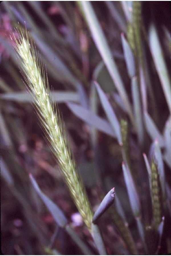 Orzo piccolo 9