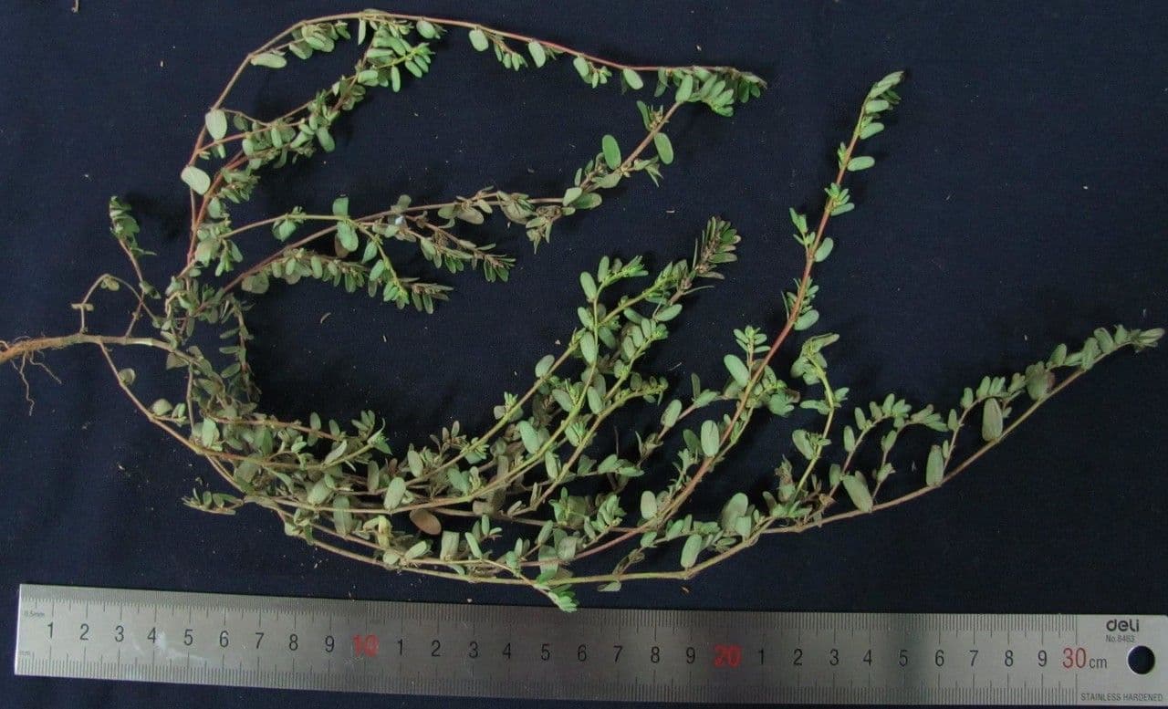 Euforbia timo 16