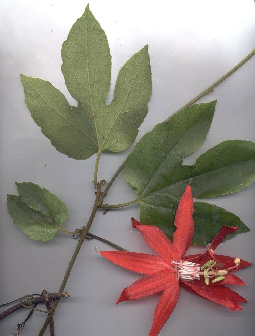 Perfumed passionflower 21