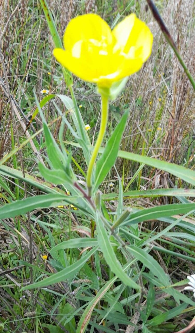 Onagre à fleurs longues 10