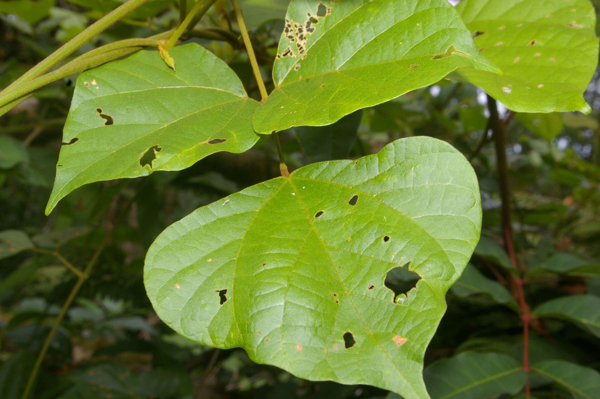 Rhynchosia 9