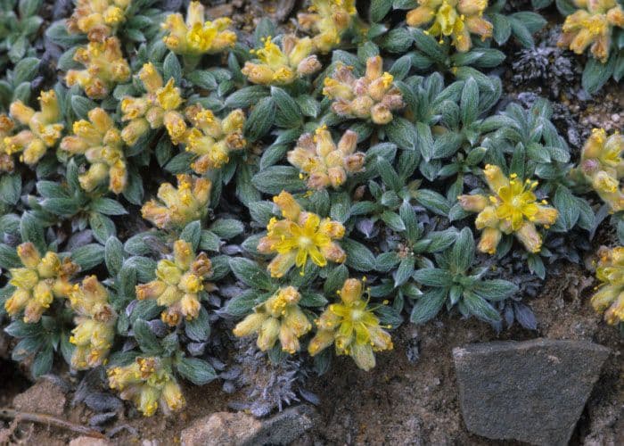 Eriogonum lachnogynum 3