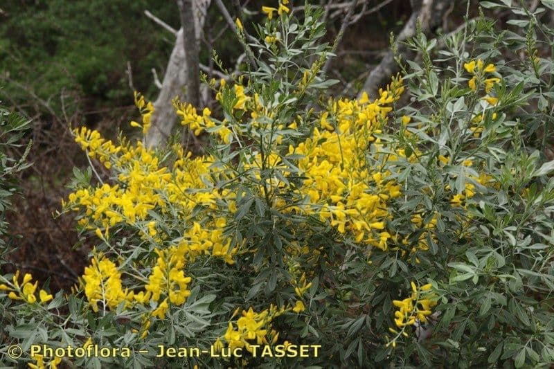 Genista z Madeiry 15