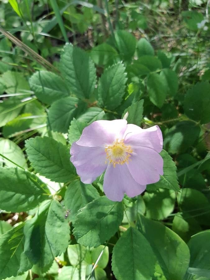 Woods-Rose 8