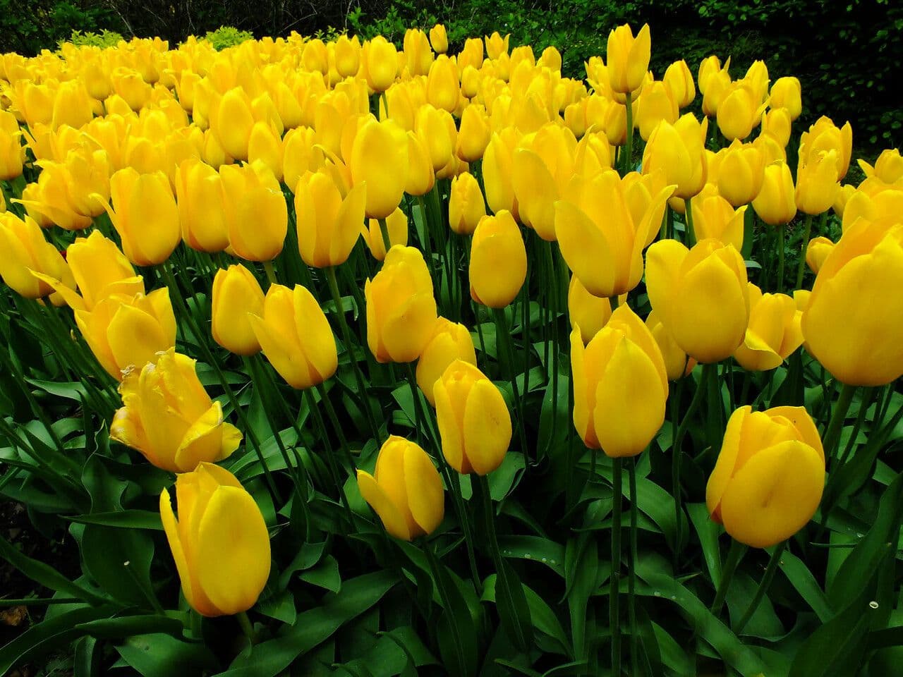 Tulipano di Gesner 28
