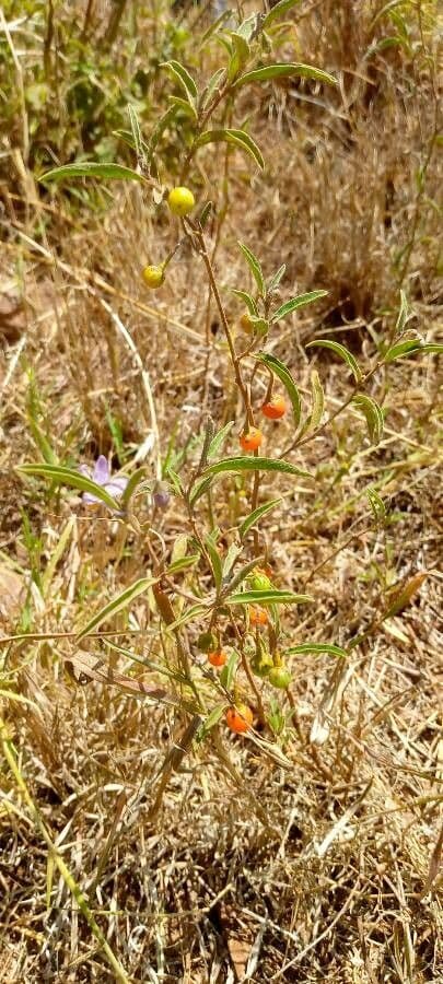 Solanum 4