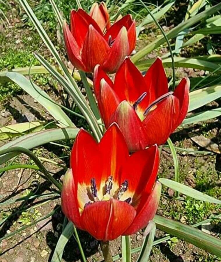 Tulipano 3