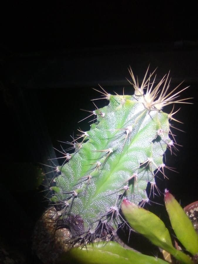 Cactus 20