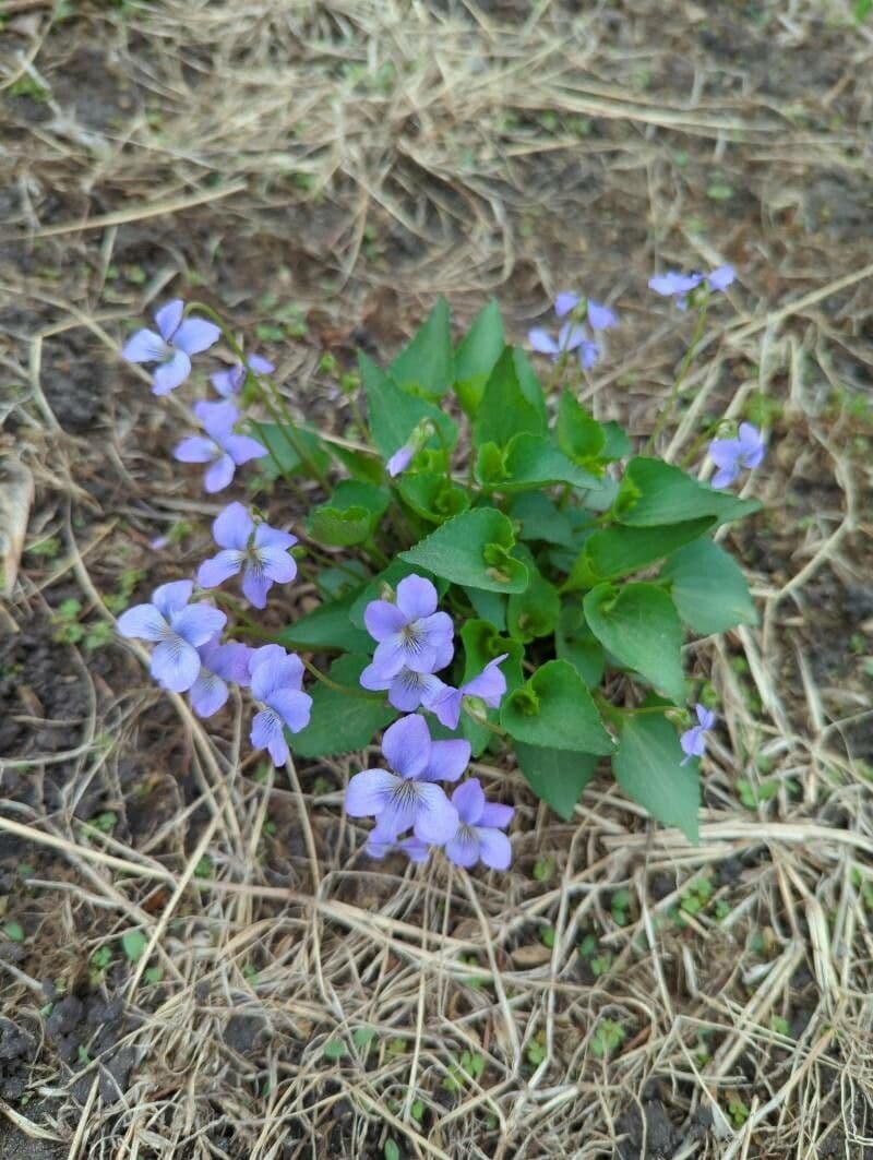 Viola sagittata 5