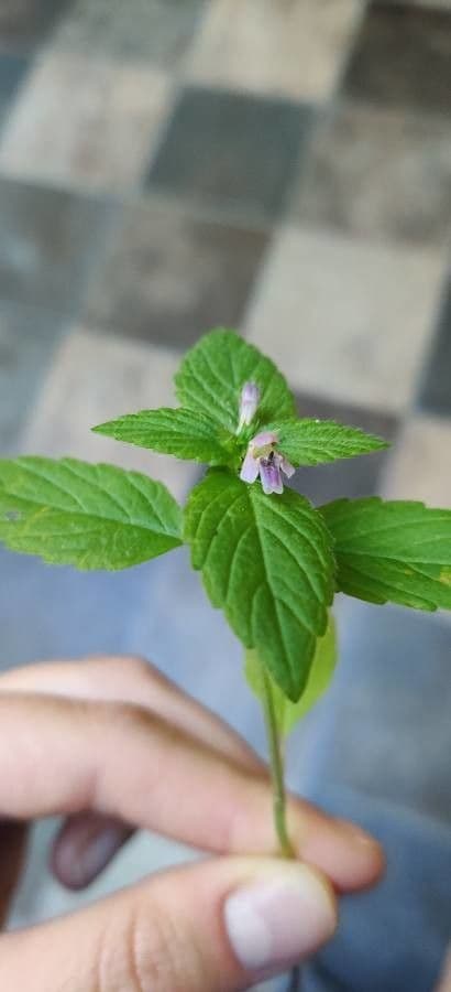 Canapetta bifida 8