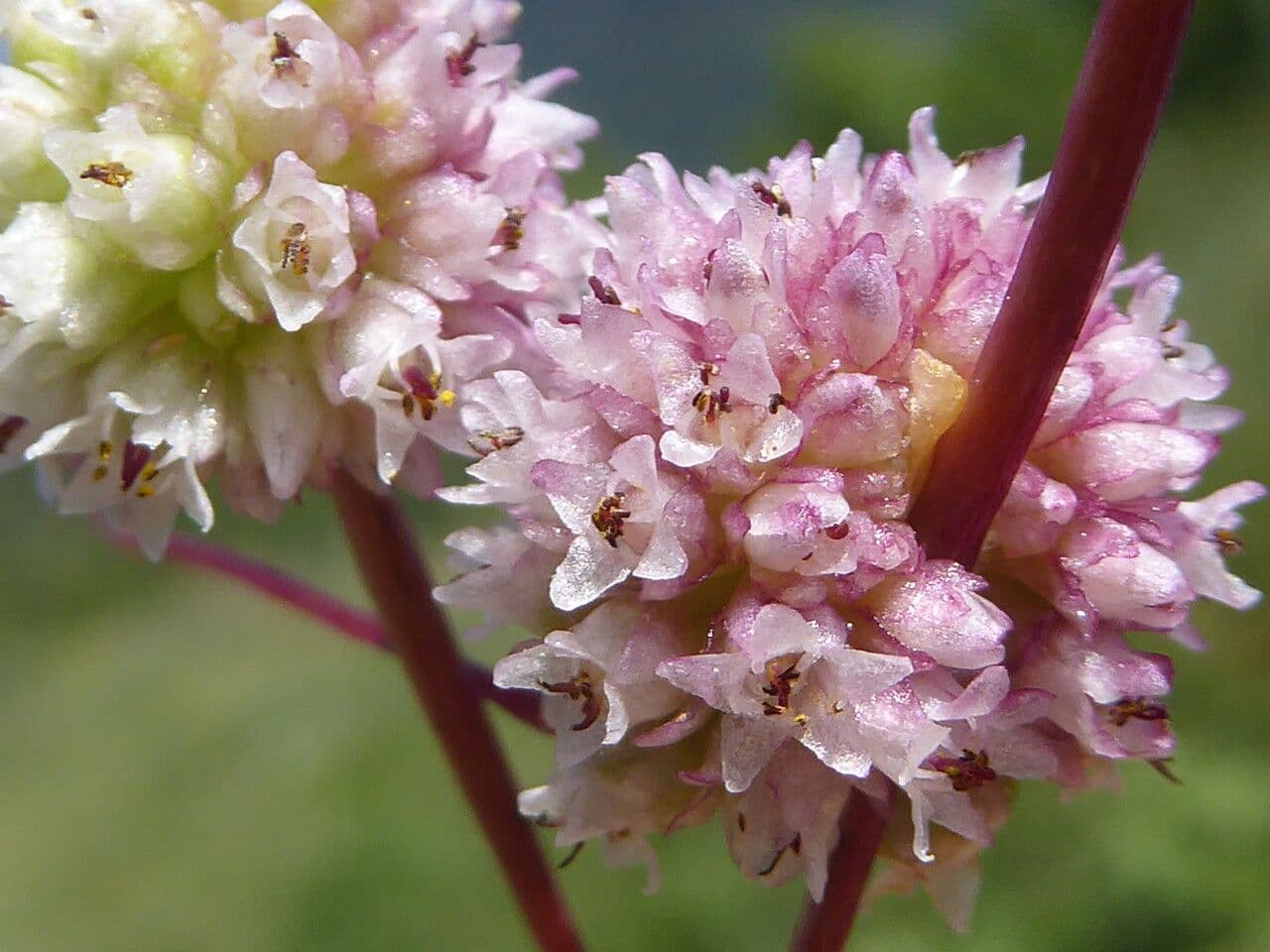 Cuscuta 7