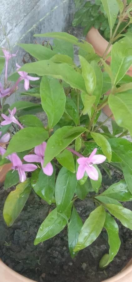 Pseuderanthemum 5