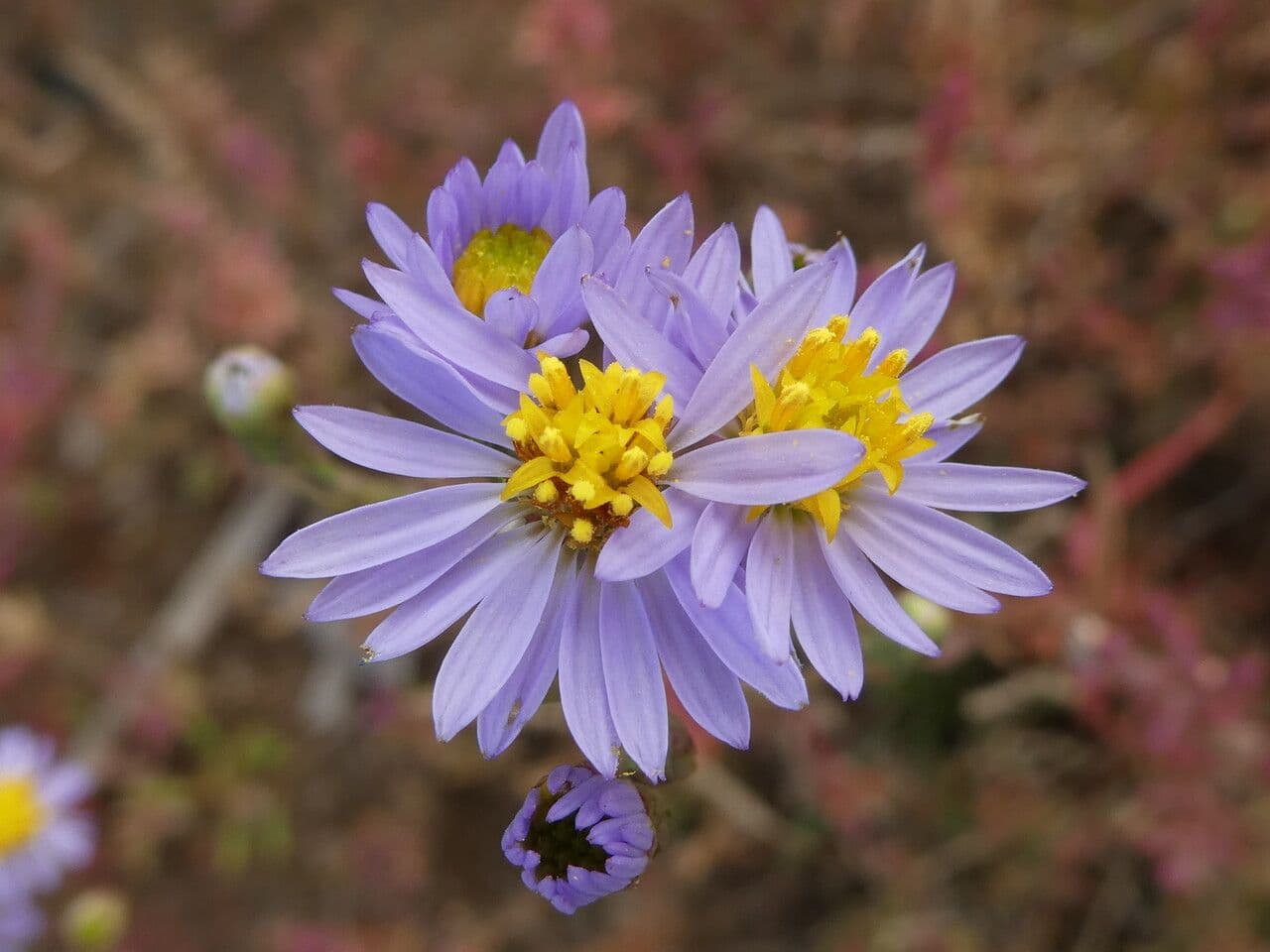 Aster solny 9