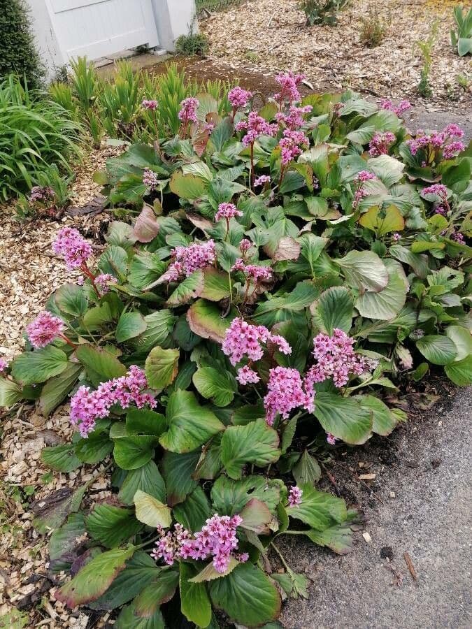 Bergenia cordifolia 13