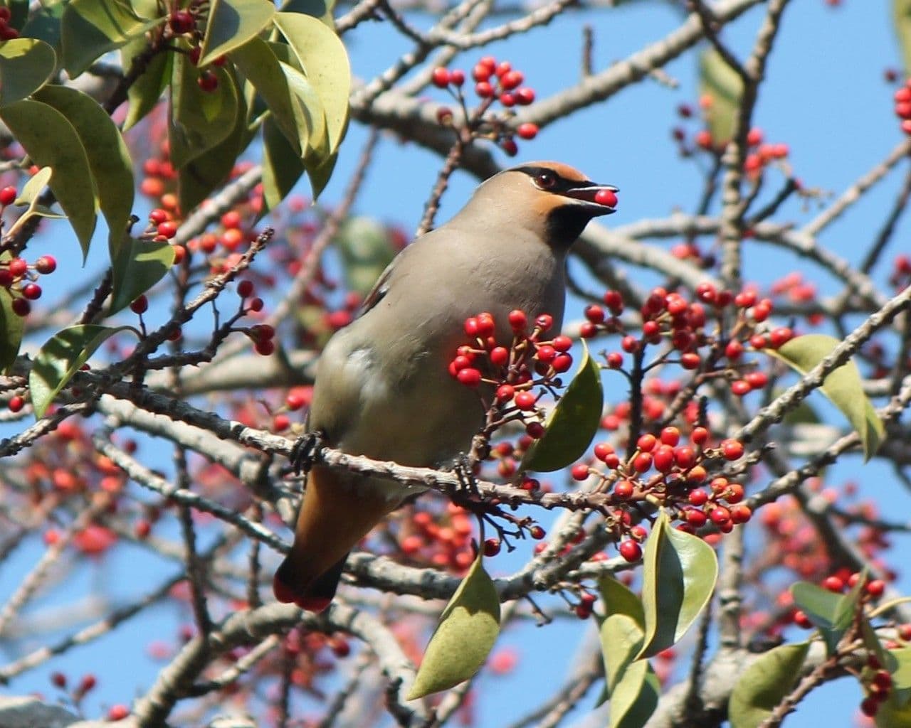 Ilex rotunda 8