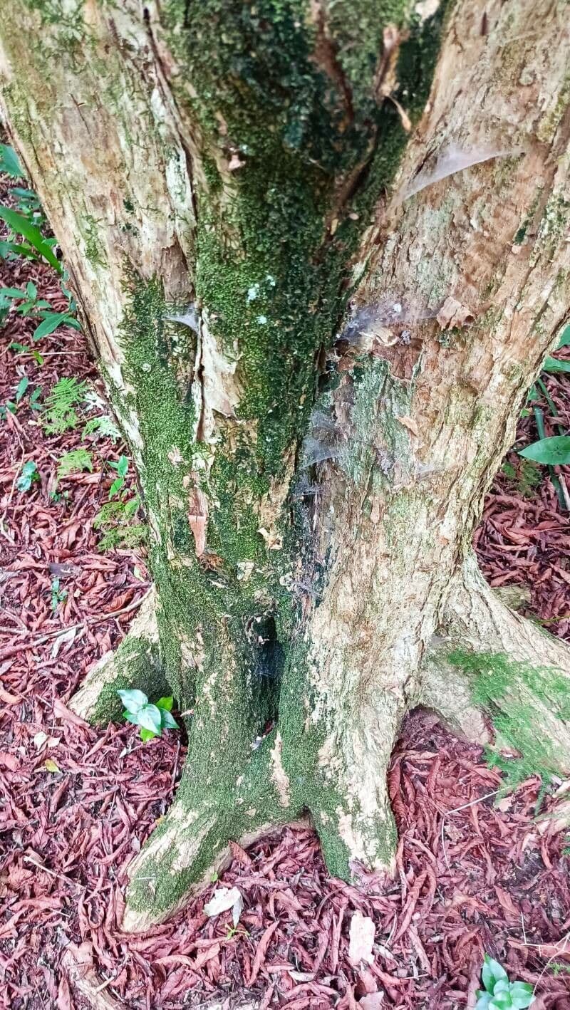 Campomanesia 4