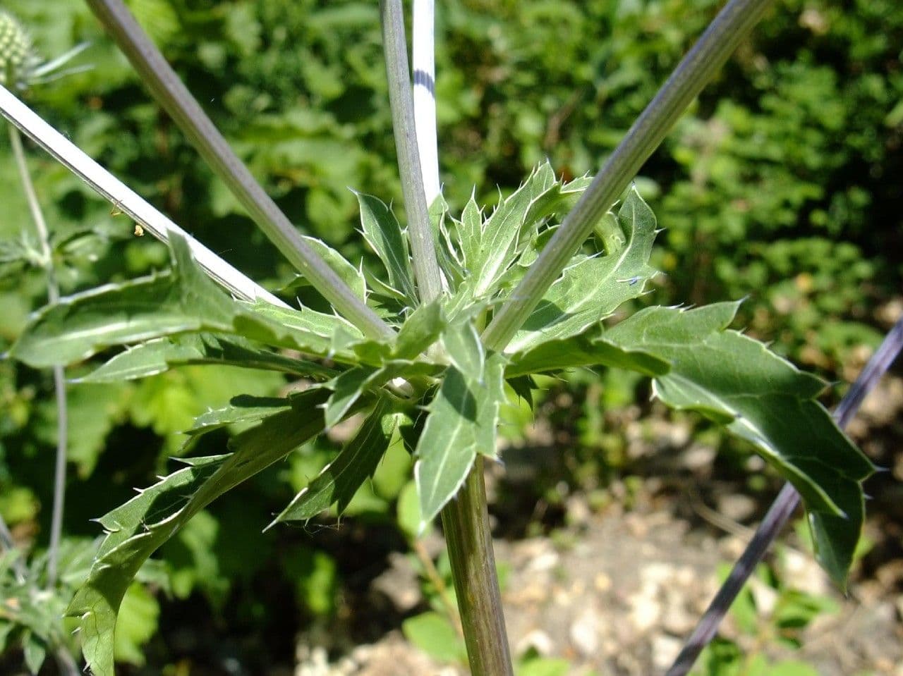 Edeldistel 25