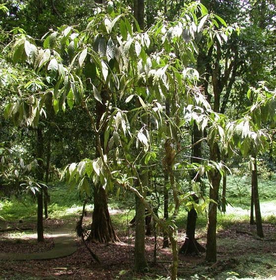 Solanum 6