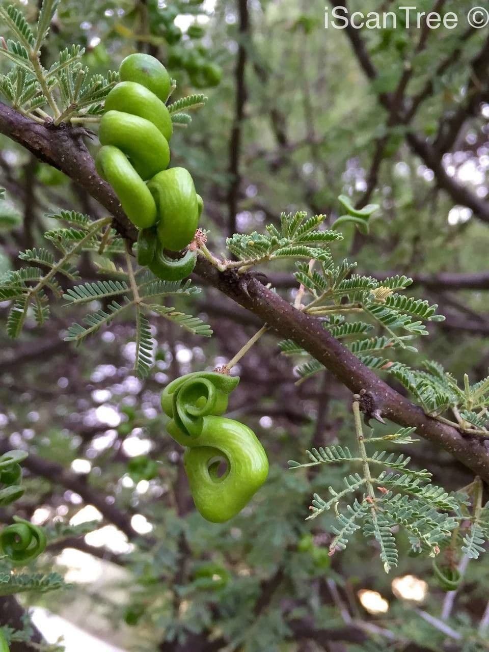Acacia tortuosa