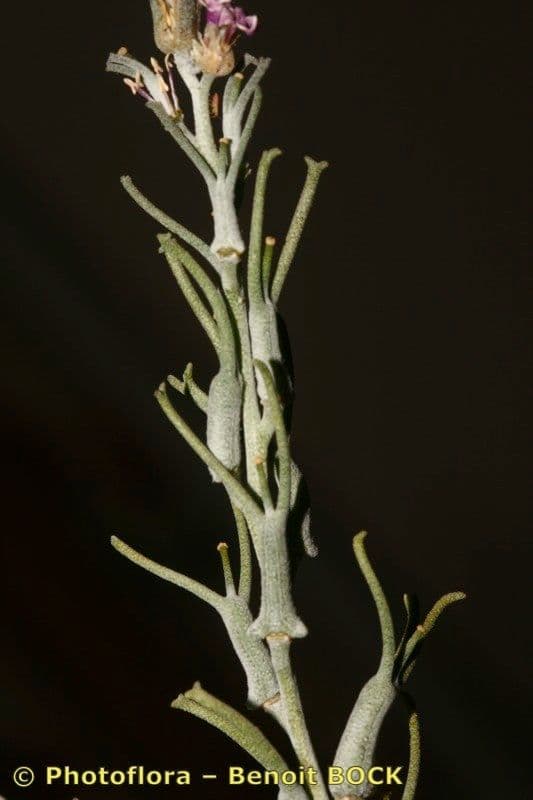 Parolinia 10