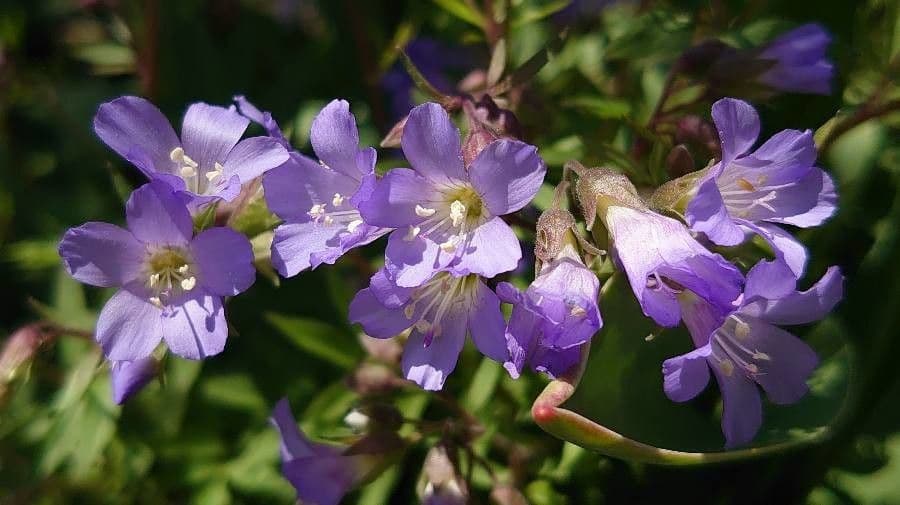 Polemonium reptans 4