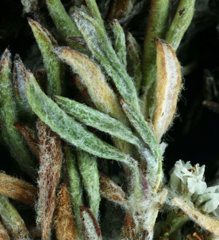 Eriogonum Wrightii 15