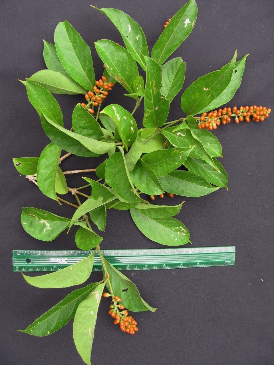 Citharexylum 8