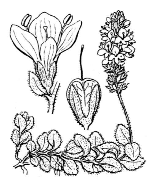 Veronica allionii 16