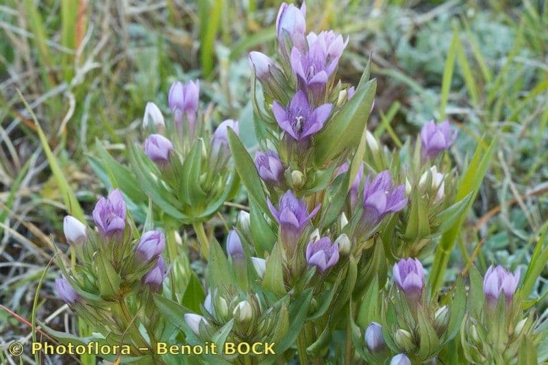 Genzianella ramosa 20