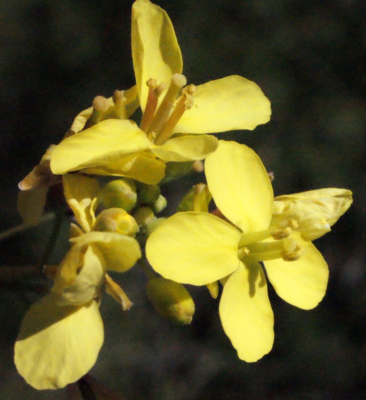 Kapusta 8