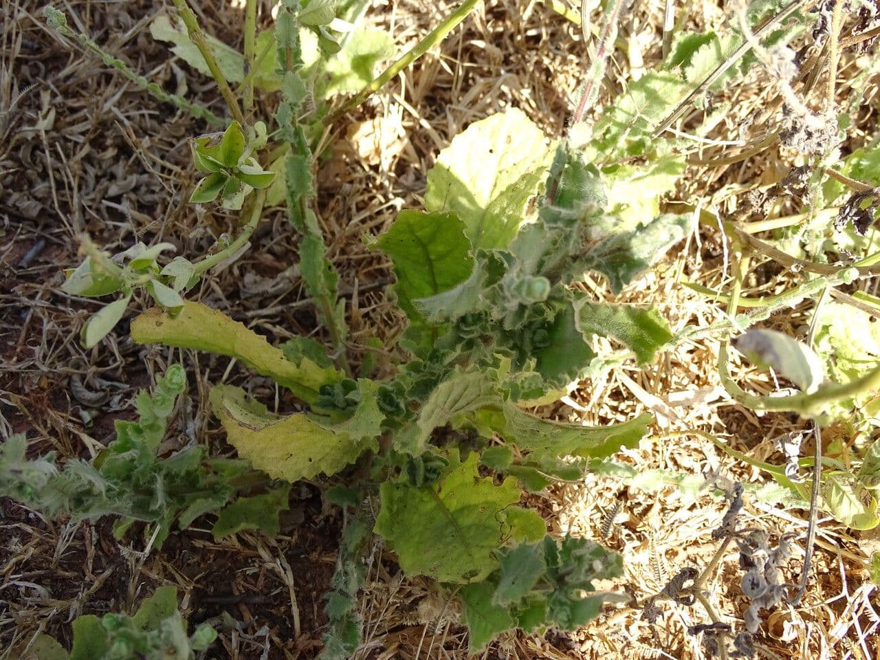 Perrottets Flockenblume