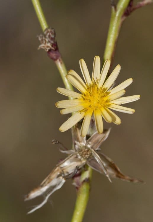 Lactuca indická 4