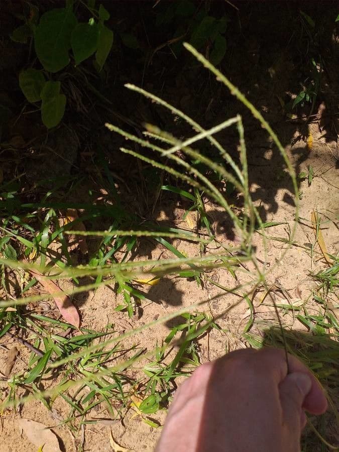 Digit-Gras