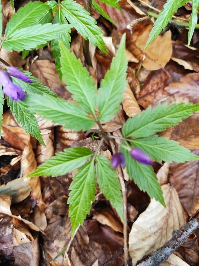 Cardamine 7