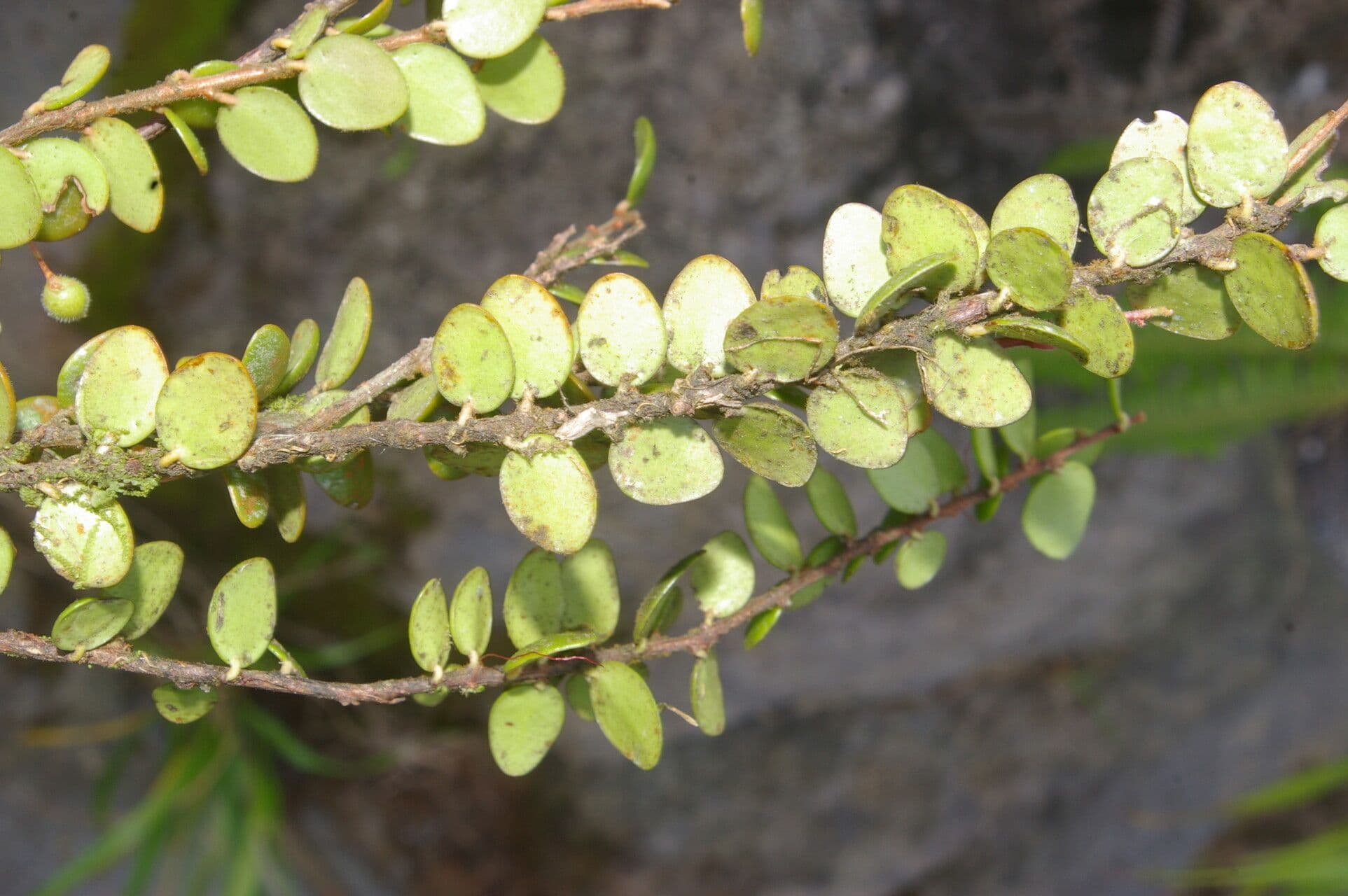 Sphyrospermum 6