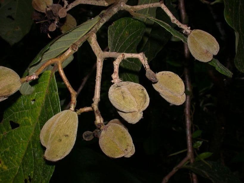 Dichapetalum 4