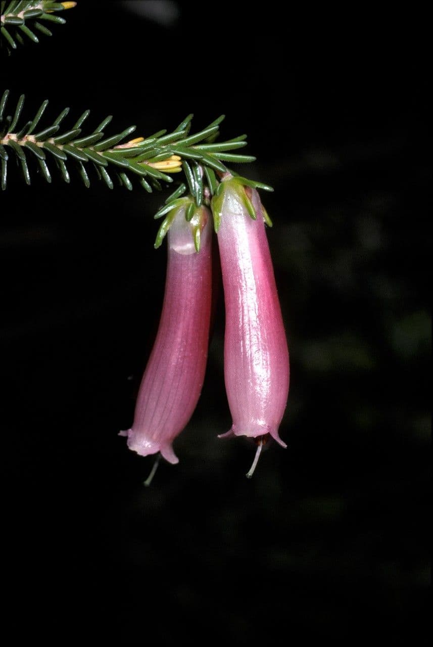 Bruyère diaphane