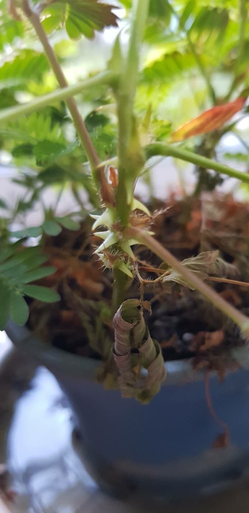 Mimosa pudica 25