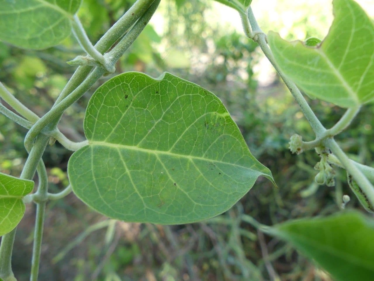 Leptadenia madagascariensis 11