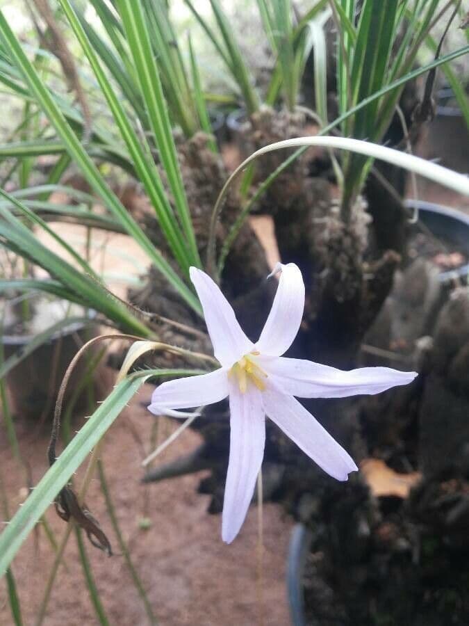 Xerophyta 3