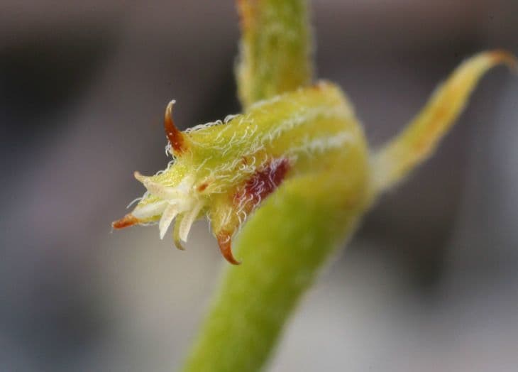 Chorizanthe brevicornu 2