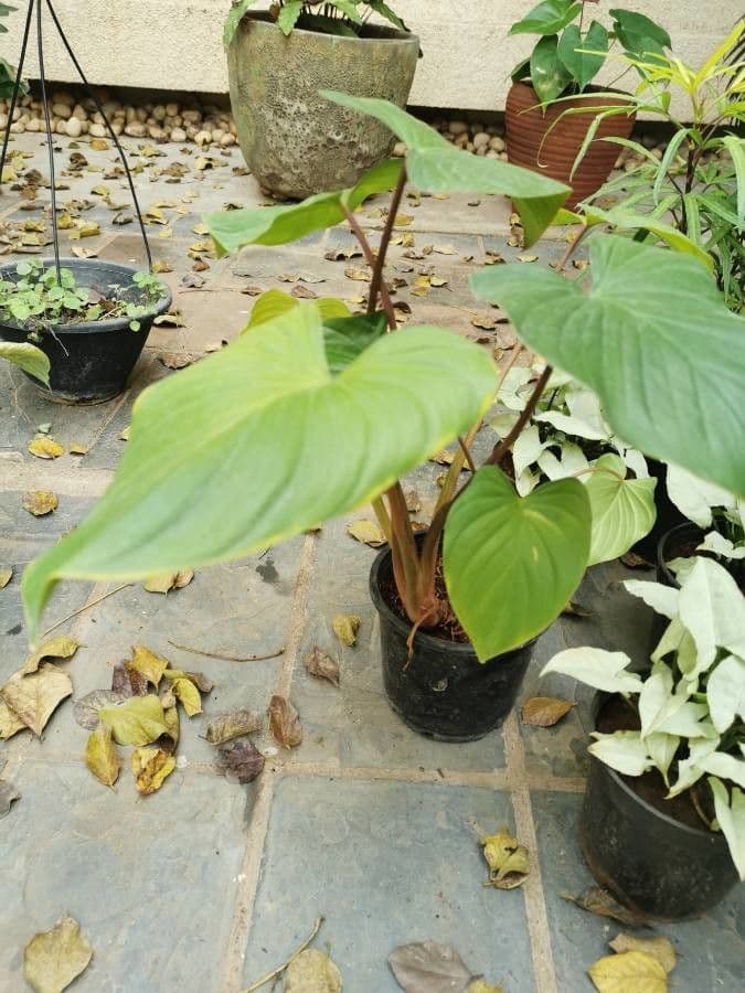 Homalomena