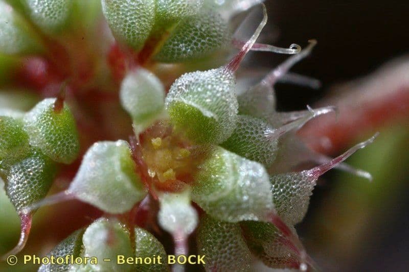 Chaetonychia