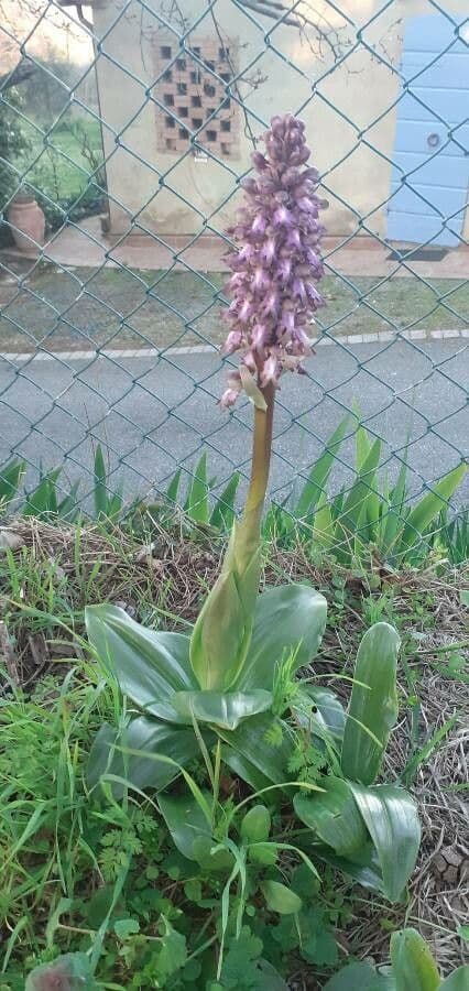 Orchis géant 15